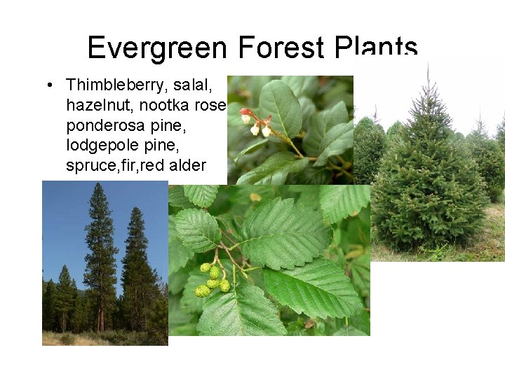 Evergreen Forest Plants • Thimbleberry, salal, hazelnut, nootka rose, ponderosa pine, lodgepole pine, spruce,