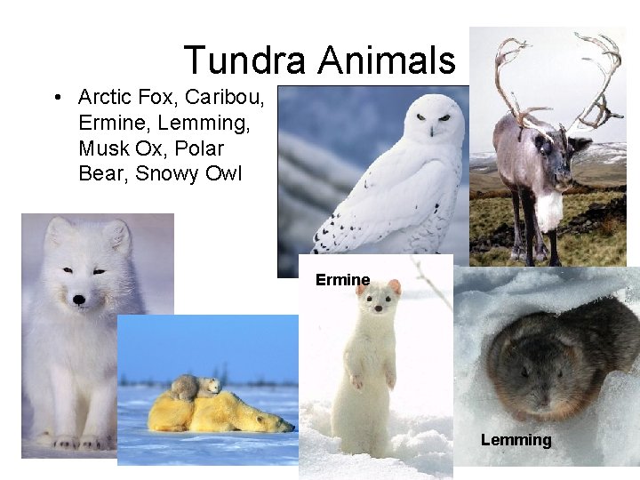 Tundra Animals • Arctic Fox, Caribou, Ermine, Lemming, Musk Ox, Polar Bear, Snowy Owl