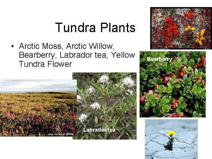 Tundra Plants • Arctic Moss, Arctic Willow, Bearberry, Labrador tea, Yellow Tundra Flower Labrador