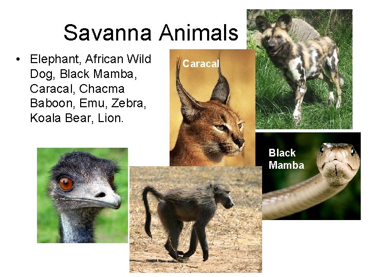 Savanna Animals • Elephant, African Wild Dog, Black Mamba, Caracal, Chacma Baboon, Emu, Zebra,