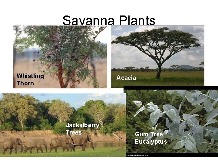 Savanna Plants Whistling Thorn Acacia Jackalberry Trees Gum Tree Eucalyptus 