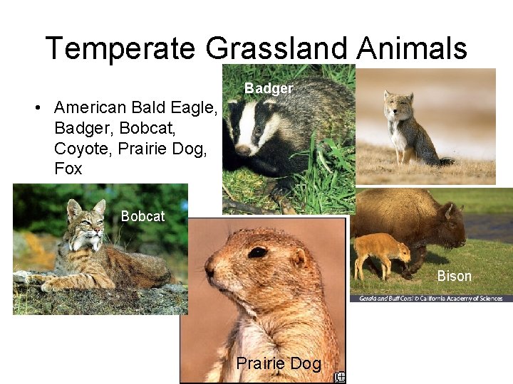 Temperate Grassland Animals Badger • American Bald Eagle, Badger, Bobcat, Coyote, Prairie Dog, Fox