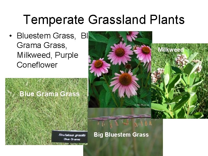 Temperate Grassland Plants • Bluestem Grass, Blue Grama Grass, Milkweed, Purple Coneflower Blue Grama