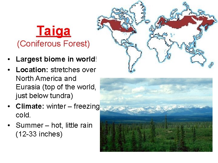 Taiga (Coniferous Forest) • Largest biome in world! • Location: stretches over North America