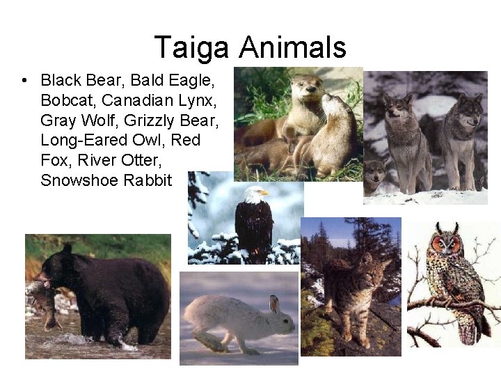 Taiga Animals • Black Bear, Bald Eagle, Bobcat, Canadian Lynx, Gray Wolf, Grizzly Bear,