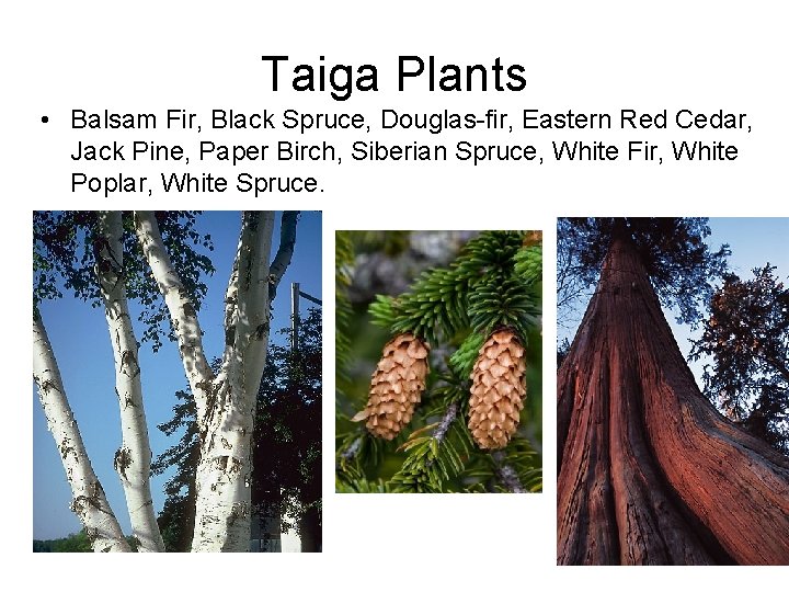 Taiga Plants • Balsam Fir, Black Spruce, Douglas-fir, Eastern Red Cedar, Jack Pine, Paper