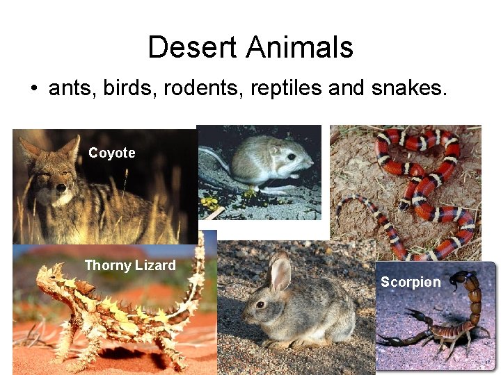 Desert Animals • ants, birds, rodents, reptiles and snakes. Coyote Thorny Lizard Scorpion 