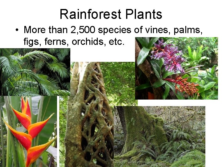Rainforest Plants • More than 2, 500 species of vines, palms, figs, ferns, orchids,