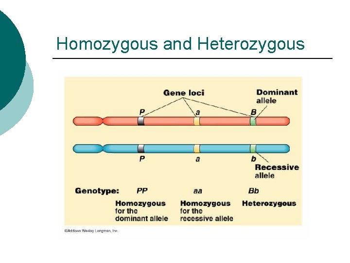 Homozygous and Heterozygous 