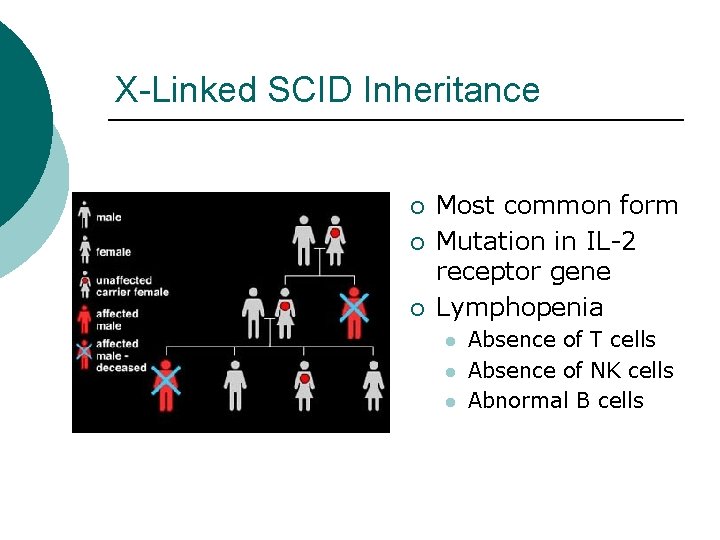 X-Linked SCID Inheritance ¡ ¡ ¡ Most common form Mutation in IL-2 receptor gene