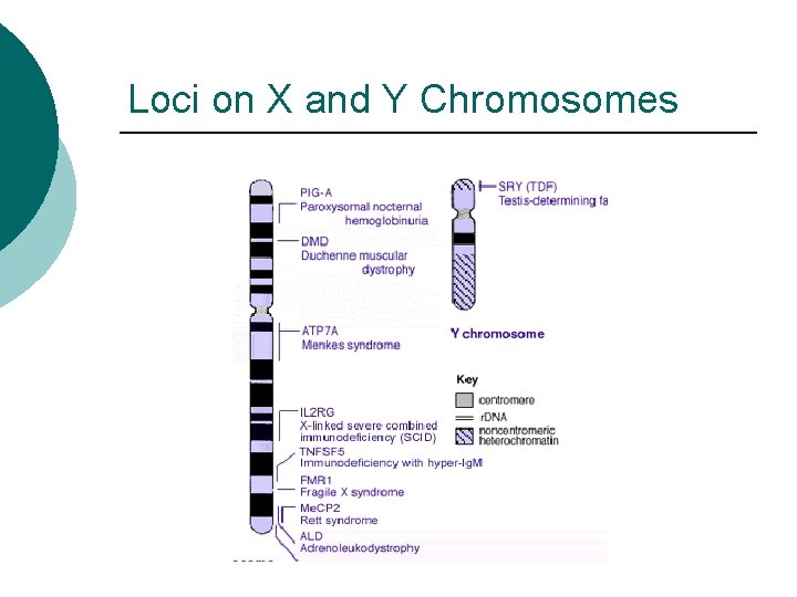 Loci on X and Y Chromosomes 