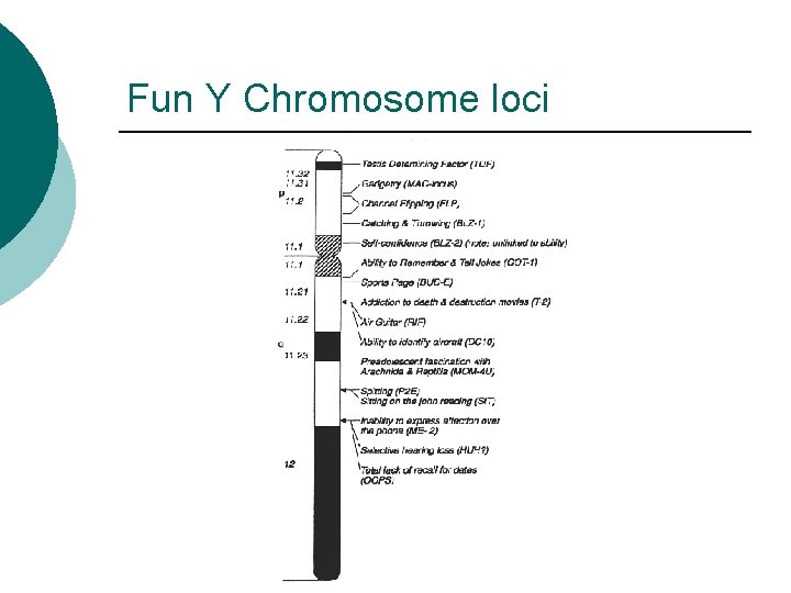 Fun Y Chromosome loci 