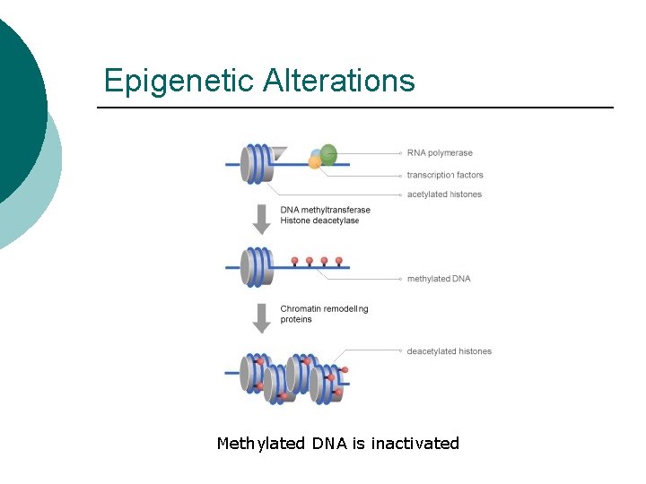 Epigenetic Alterations Methylated DNA is inactivated 