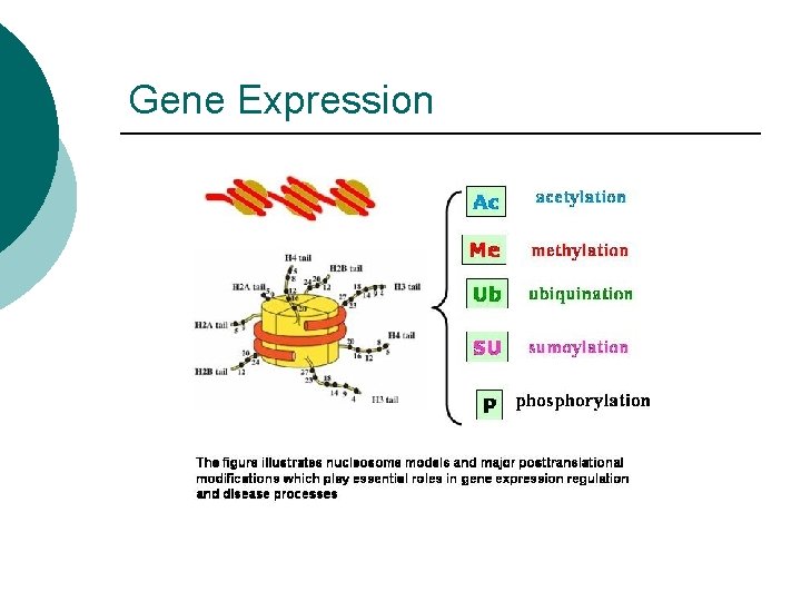 Gene Expression 