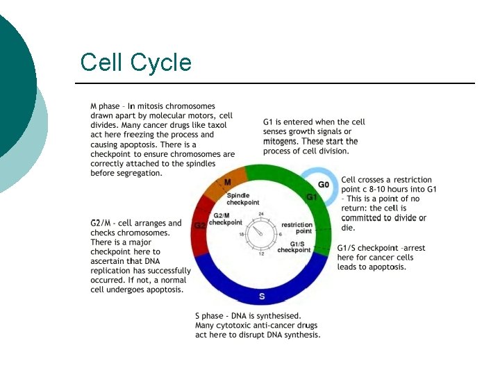 Cell Cycle 