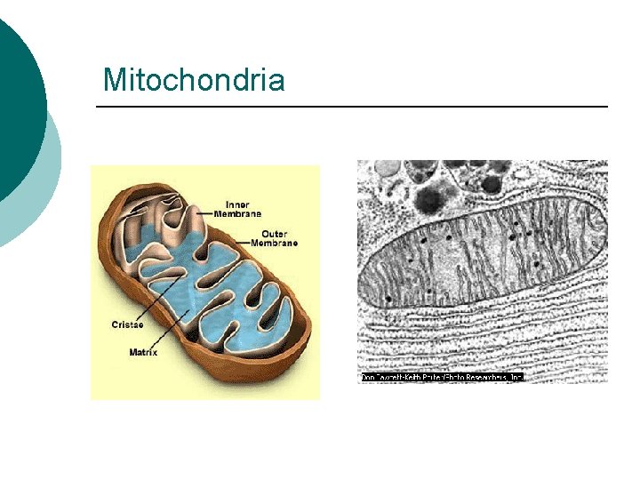 Mitochondria 
