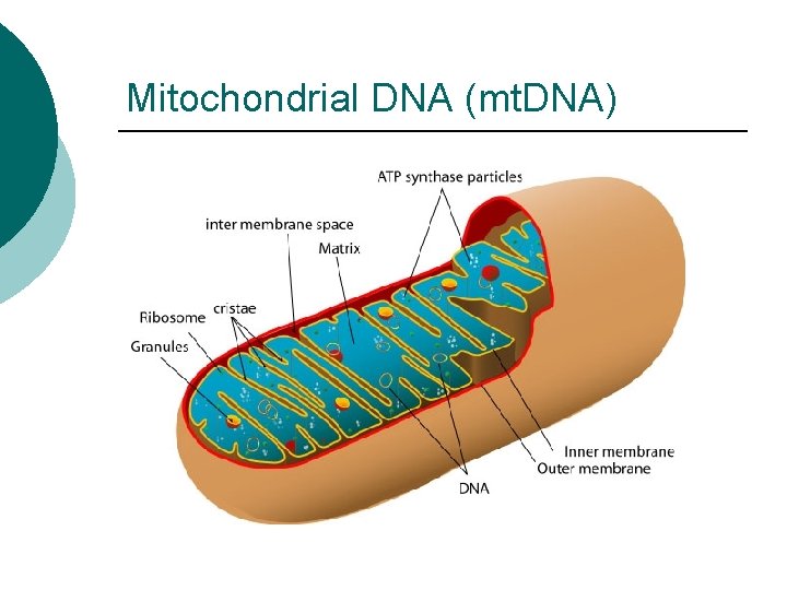 Mitochondrial DNA (mt. DNA) 