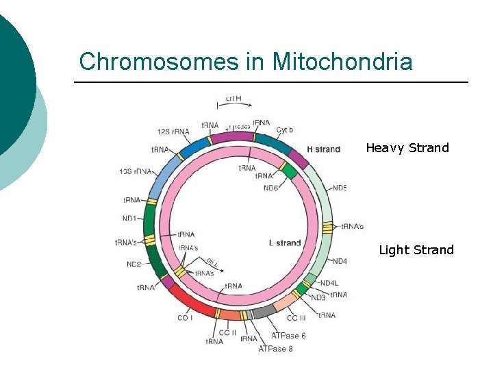 Chromosomes in Mitochondria Heavy Strand Light Strand 
