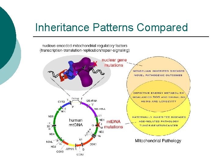 Inheritance Patterns Compared 