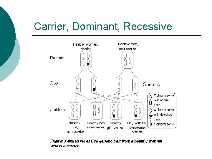 Carrier, Dominant, Recessive 