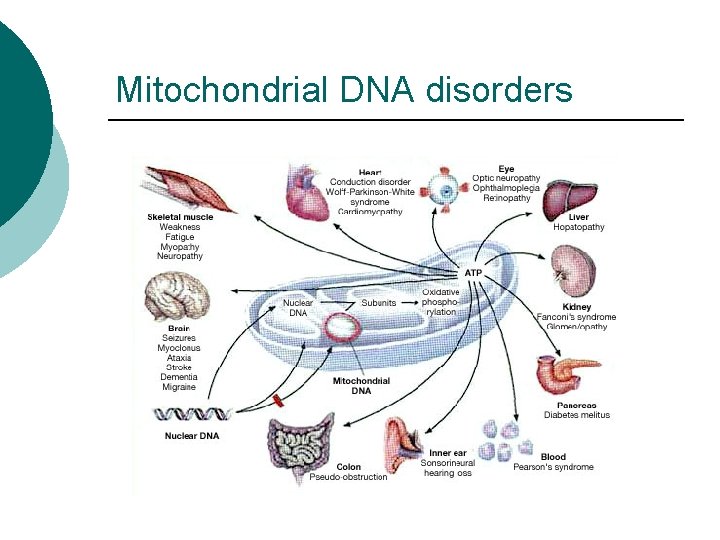 Mitochondrial DNA disorders 