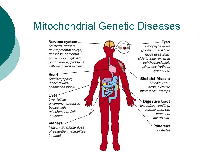 Mitochondrial Genetic Diseases 