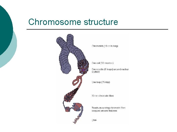 Chromosome structure 