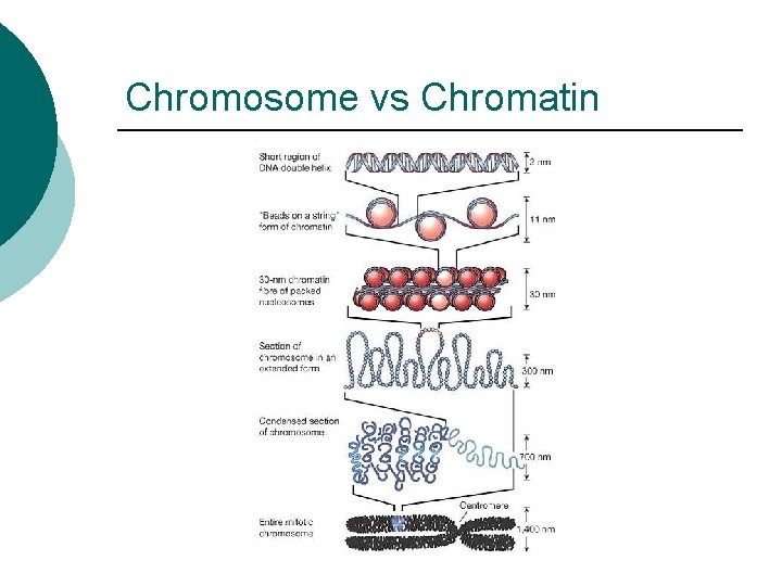 Chromosome vs Chromatin 