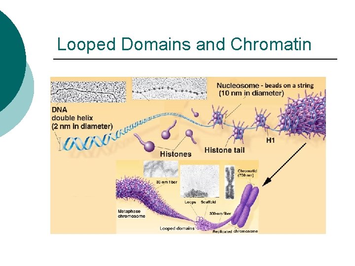 Looped Domains and Chromatin 