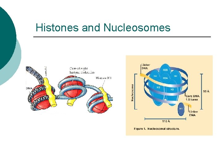 Histones and Nucleosomes 