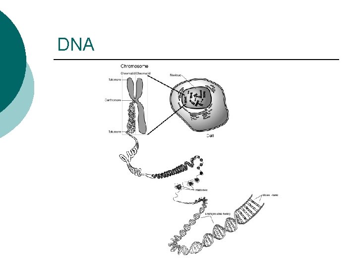 DNA 