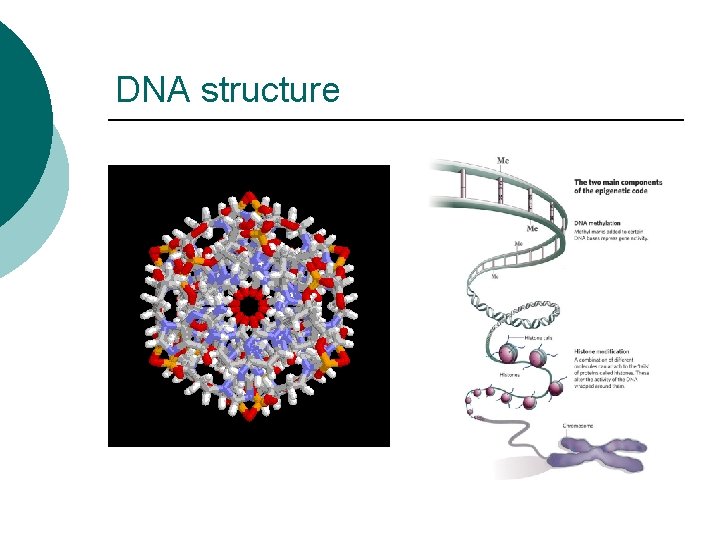 DNA structure 