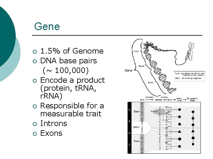Gene ¡ ¡ ¡ 1. 5% of Genome DNA base pairs (~ 100, 000)