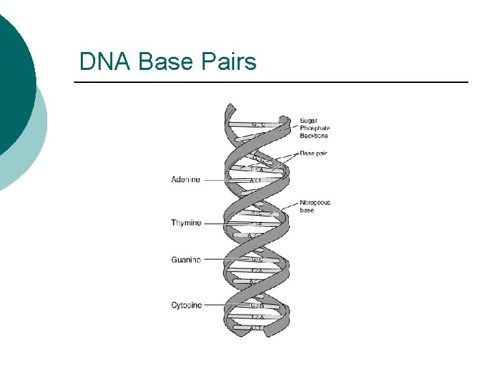 DNA Base Pairs 