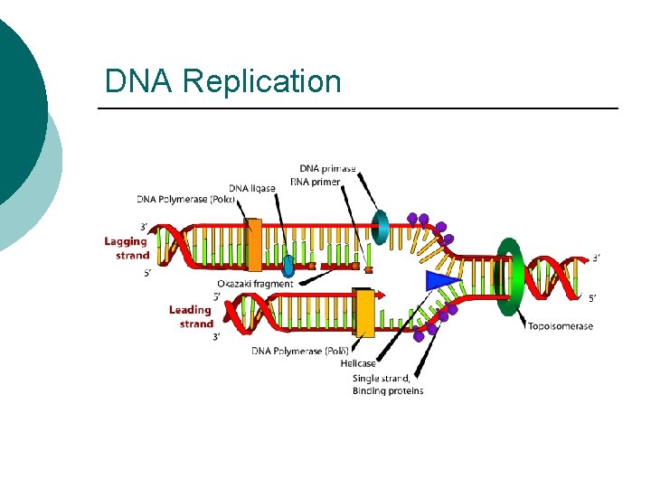 DNA Replication 