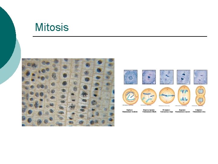 Mitosis 