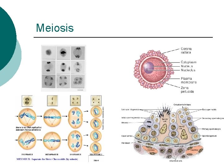 Meiosis 