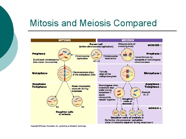 Mitosis and Meiosis Compared 