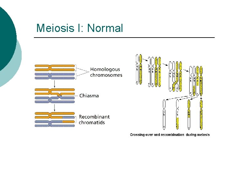 Meiosis I: Normal 