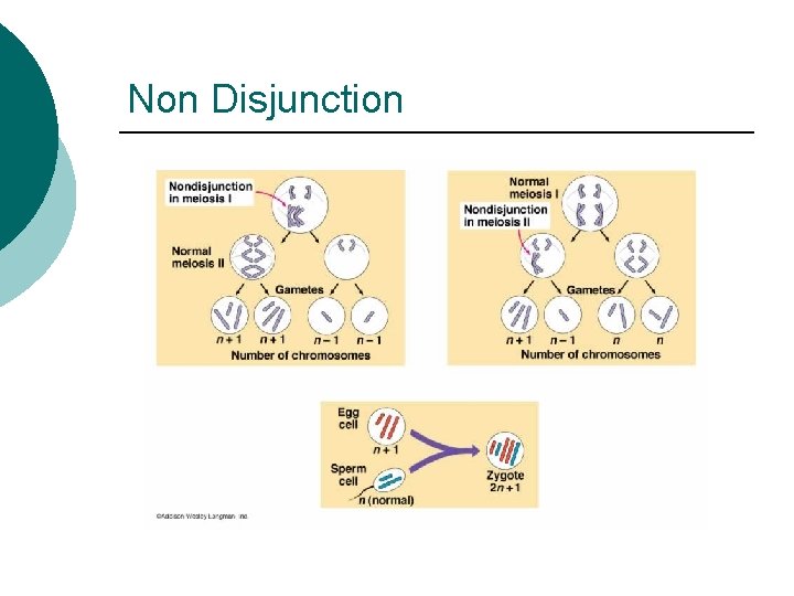 Non Disjunction 