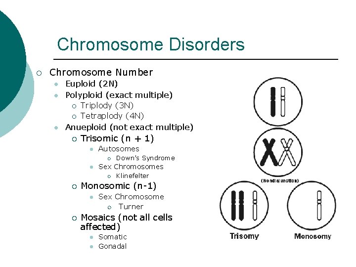 Chromosome Disorders ¡ Chromosome Number l l Euploid (2 N) Polyploid (exact multiple) ¡