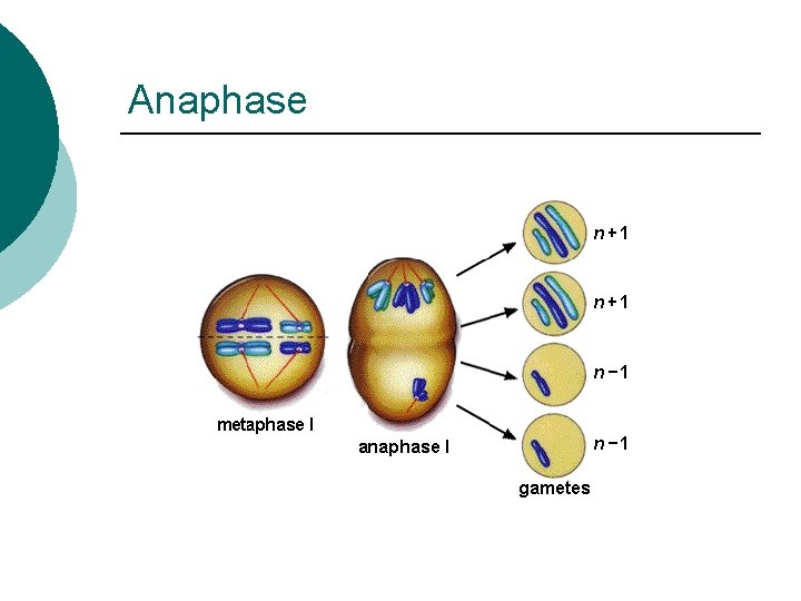 Anaphase 