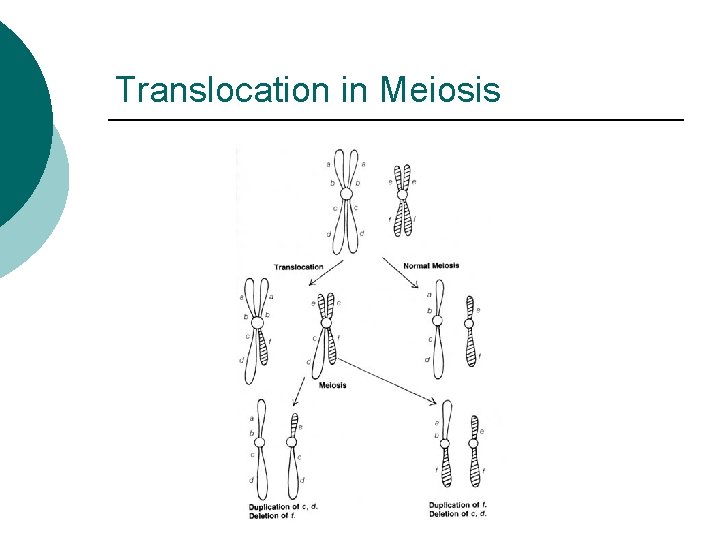 Translocation in Meiosis 