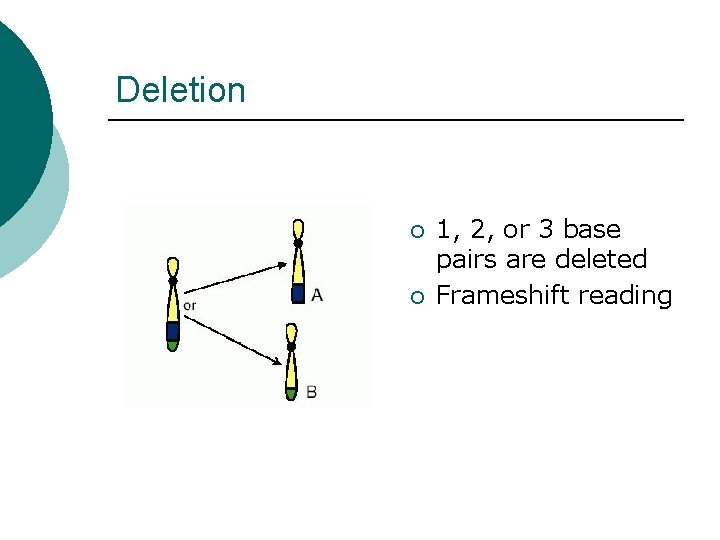 Deletion ¡ ¡ 1, 2, or 3 base pairs are deleted Frameshift reading 