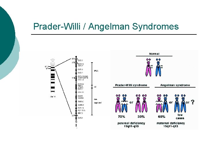 Prader-Willi / Angelman Syndromes 