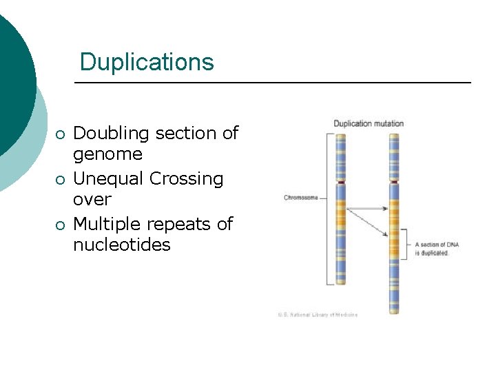 Duplications ¡ ¡ ¡ Doubling section of genome Unequal Crossing over Multiple repeats of