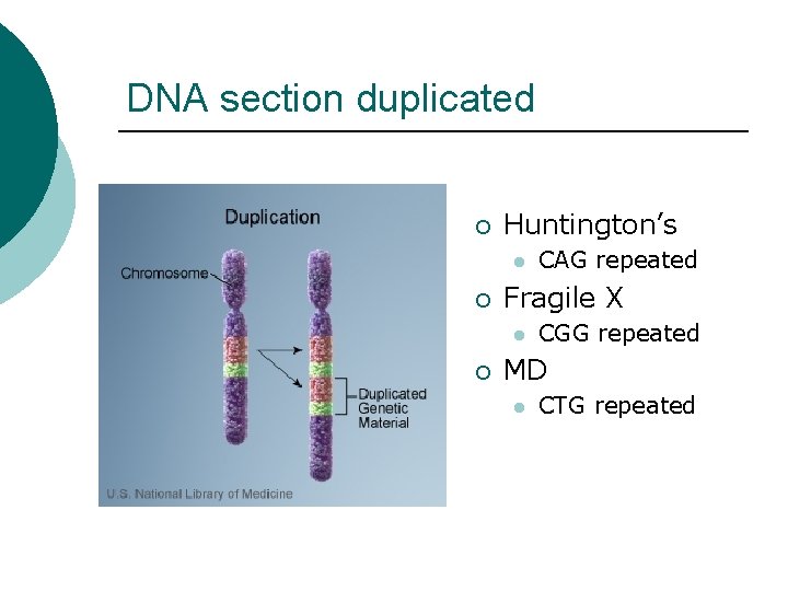 DNA section duplicated ¡ Huntington’s l ¡ Fragile X l ¡ CAG repeated CGG