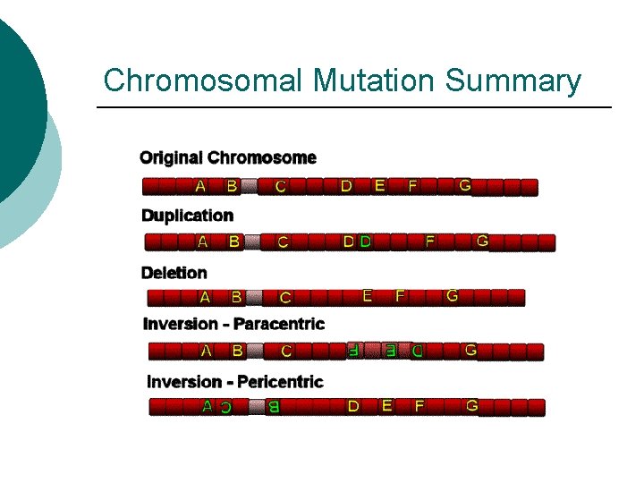 Chromosomal Mutation Summary 