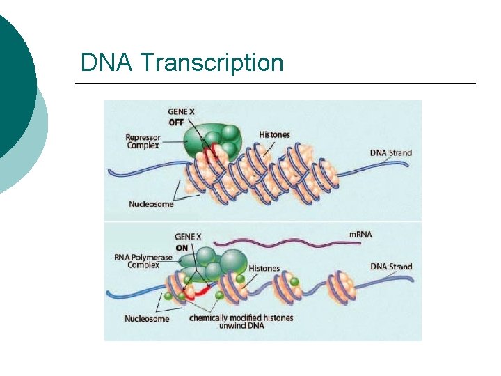 DNA Transcription 