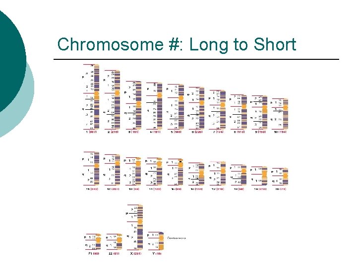 Chromosome #: Long to Short 
